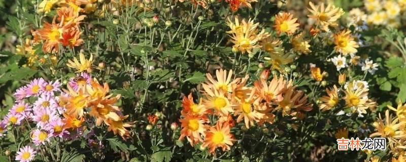 菊花是什么颜色的?