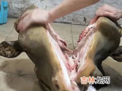 生牛头怎么劈开简单的方法?