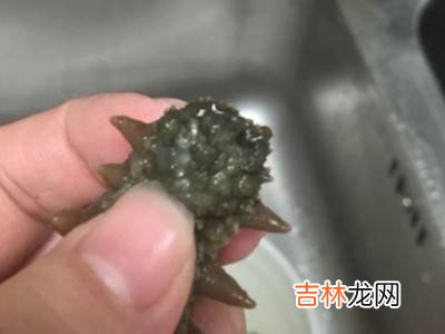 海参如何清洗?