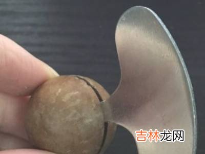 夏威夷果开果器怎么用?