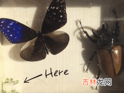 如何制作昆虫标本?