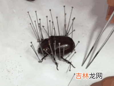 如何制作昆虫标本?