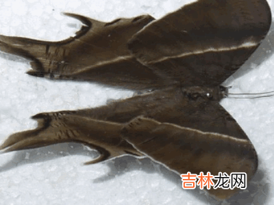 如何制作昆虫标本?