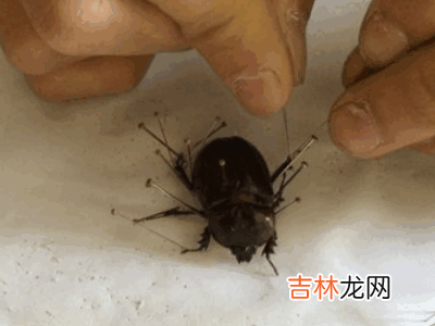 如何制作昆虫标本?