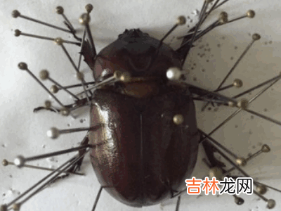 如何制作昆虫标本?