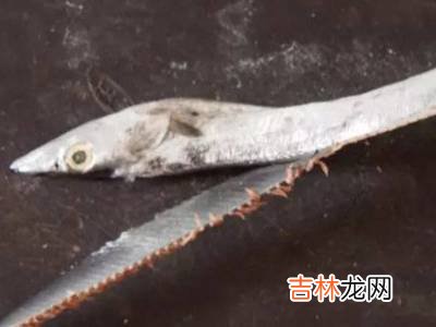 怎么杀带鱼?