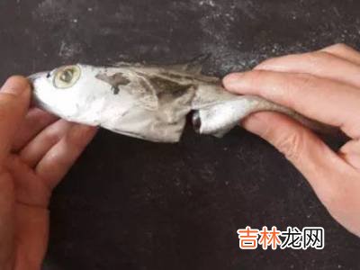怎么杀带鱼?