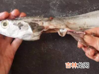怎么杀带鱼?