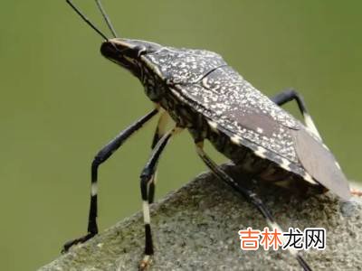 冬天有什么昆虫?