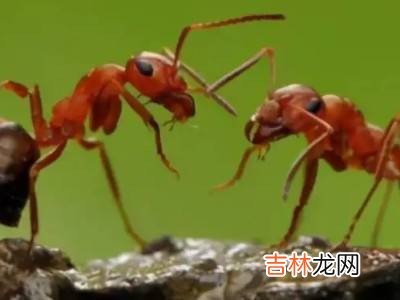 冬天有什么昆虫?