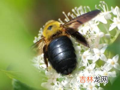 冬天有什么昆虫?