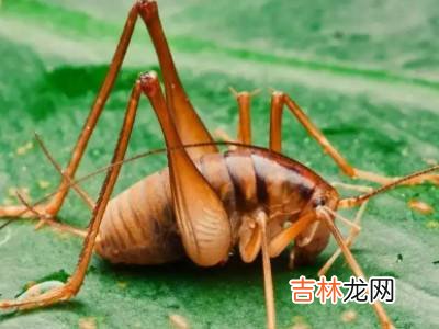 冬天有什么昆虫?