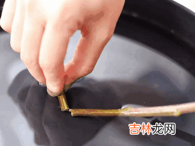 鲜花怎么保鲜?