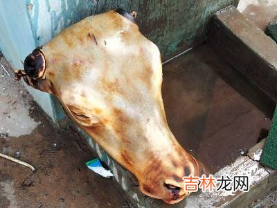 牛头怎么处理?