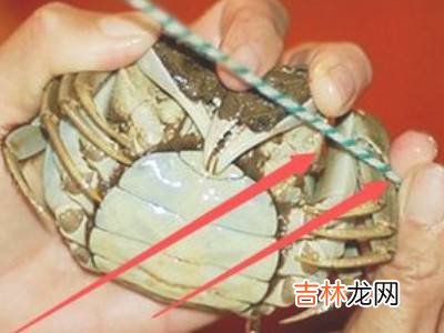 大闸蟹怎么捆扎?