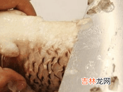 怎么杀活鱼?