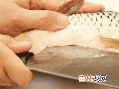 怎么杀活鱼?
