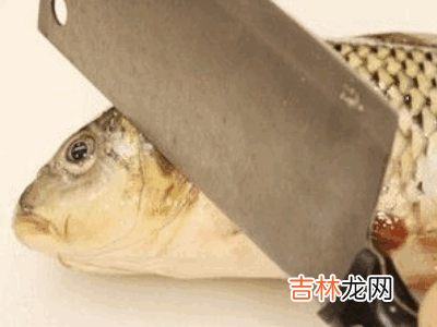 怎么杀活鱼?