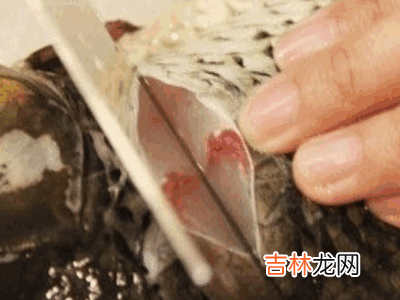 怎么杀活鱼?