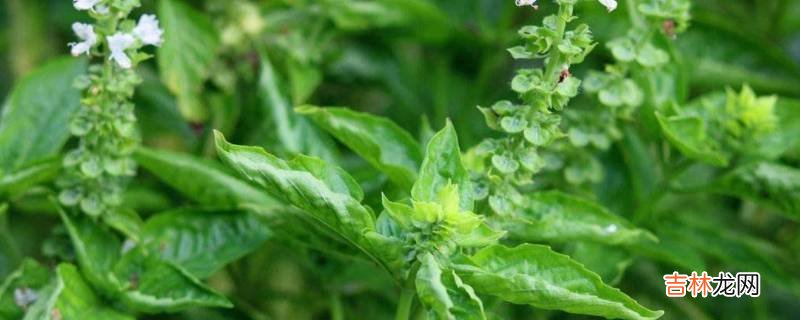 九层塔是薄荷吗?