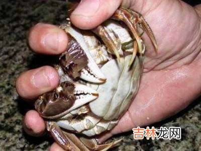怎么捆大闸蟹教程?