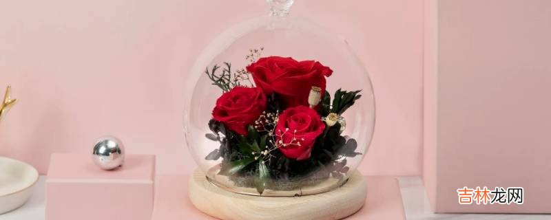 永生花和香皂花有什么区别?