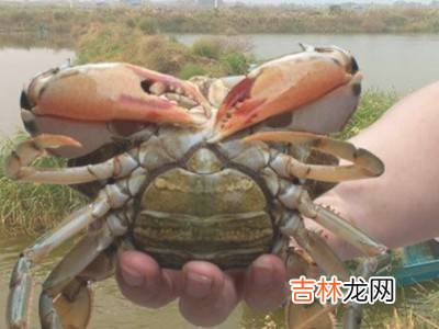 蝤蠓怎么保存活久点?