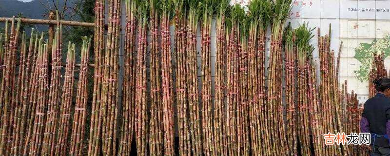 红甘蔗和绿甘蔗的区别?