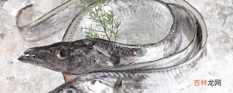白眼带鱼和黄眼带鱼有什么区别?