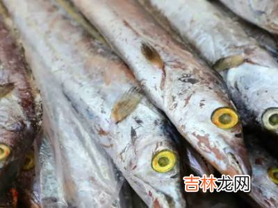 白眼带鱼和黄眼带鱼有什么区别?