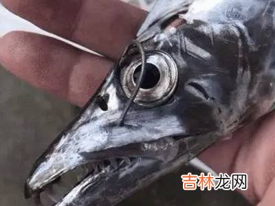 白眼带鱼和黄眼带鱼有什么区别?