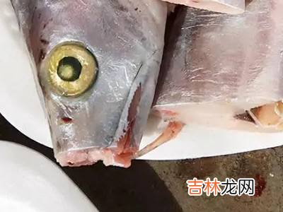 白眼带鱼和黄眼带鱼有什么区别?