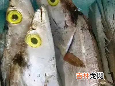 白眼带鱼和黄眼带鱼有什么区别?