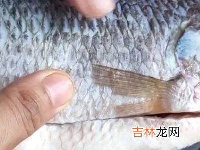 1分钟快速解冻鱼的方法?