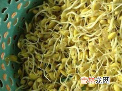 如何发黄豆芽又快又好?