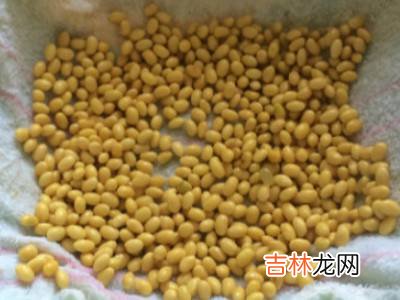 如何发黄豆芽又快又好?