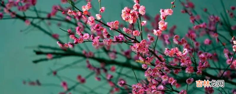 腊梅是不是梅花?