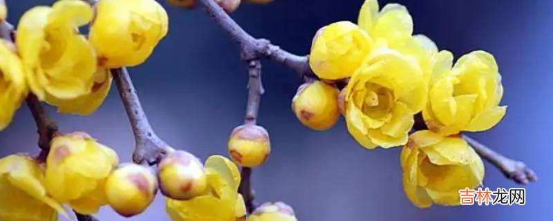 腊梅是不是梅花?