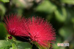 合欢花的花语转瞬即逝 合欢花花语是什么啊