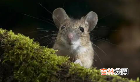 老鼠的智商相当于几岁的孩子 老鼠的智商相当于几岁小孩