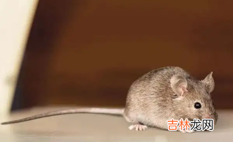 老鼠的智商相当于几岁的孩子 老鼠的智商相当于几岁小孩