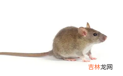老鼠的智商相当于几岁的孩子 老鼠的智商相当于几岁小孩