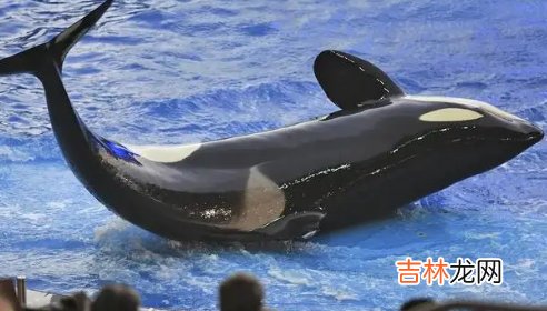 虎鲸15岁智商真的假的多少 虎鲸15岁智商真的假的