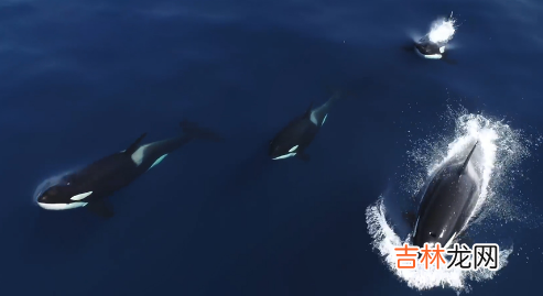 虎鲸15岁智商真的假的多少 虎鲸15岁智商真的假的