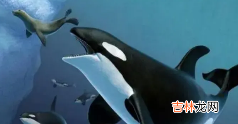 虎鲸15岁智商真的假的多少 虎鲸15岁智商真的假的