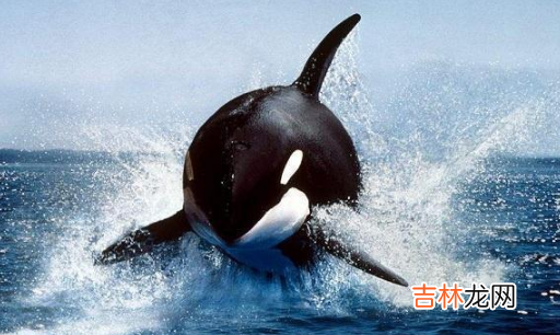 虎鲸受伤了向人类求助会怎么样