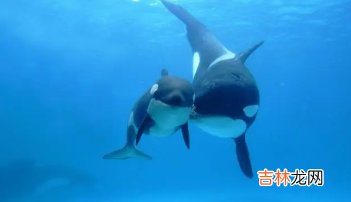 虎鲸受伤了向人类求助会怎么样