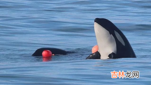 虎鲸受伤了向人类求助会怎么样