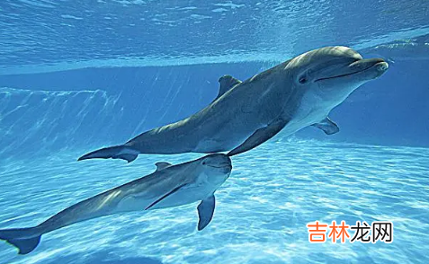 虎鲸为什么讨厌鲨鱼 虎鲸为什么讨厌海豚