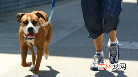 狗突然窜出来被车撞死了事有责任吗 狗窜出来发生交通事故谁责任